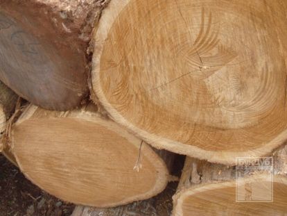 Какие факторы влияют на свойства древесины